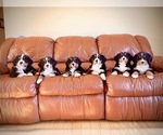 Small breeder photo