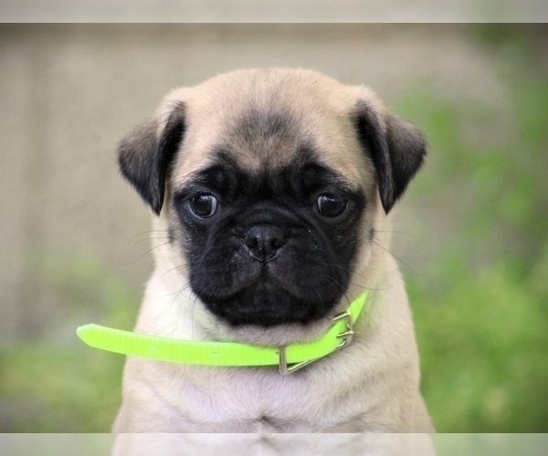 Medium Photo #4  Breeder Profile in LIBERTY, KY, USA