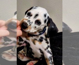 Dalmatian Dog Breeder in CAPE MAY COURT HOUSE,  USA