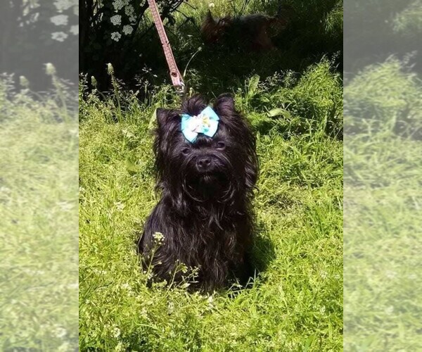 Medium Photo #27  Breeder Profile in TEMPE, AZ, USA