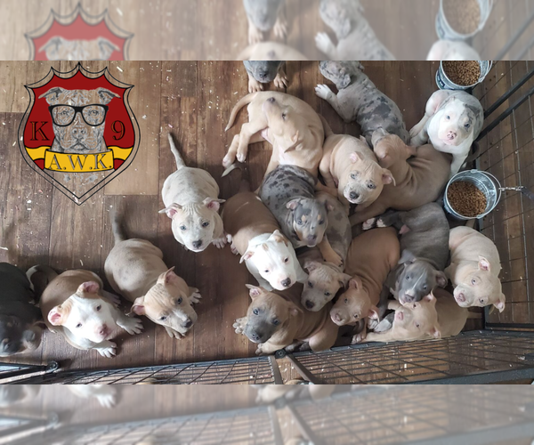 Medium Photo #1  Breeder Profile in NORWALK, CT, USA