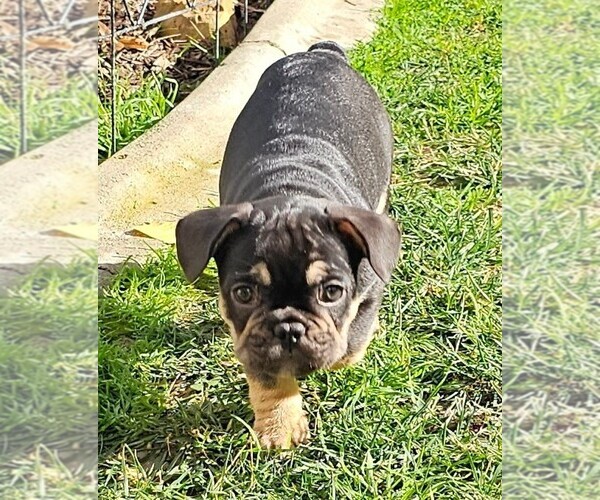 Medium Photo #72  Breeder Profile in CHINO HILLS, CA, USA