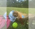 Small #63 Breeder Profile image