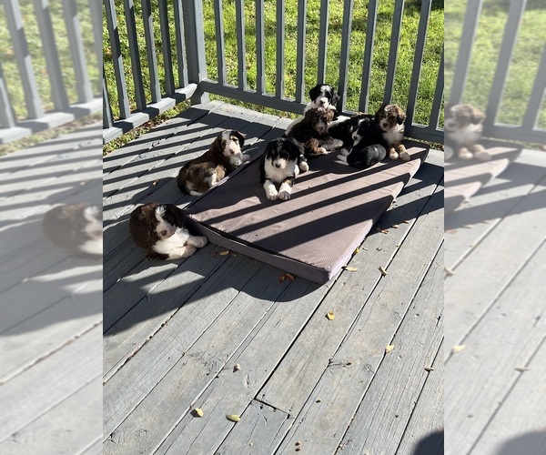 Medium Photo #1  Breeder Profile in AUSTIN, TX, USA