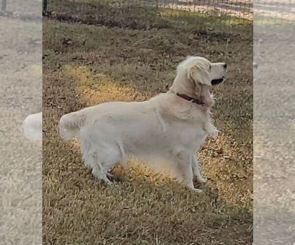Medium Photo #3  Breeder Profile in PENNINGTON, TX, USA