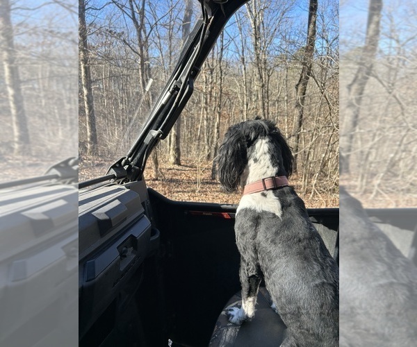 Medium Photo #22  Breeder Profile in BAYTOWN, TX, USA