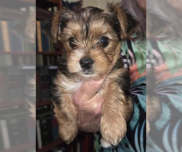 Medium Photo #2  Breeder Profile in BEAUFORT, SC, USA