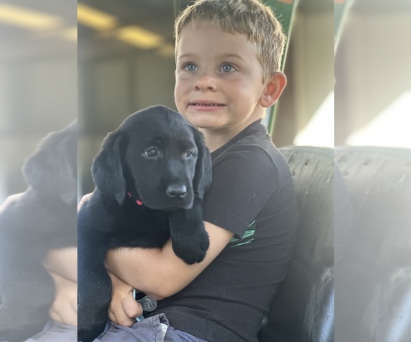 Medium Photo #5  Breeder Profile in TEMECULA, CA, USA