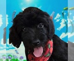 Small #7 Breeder Profile image