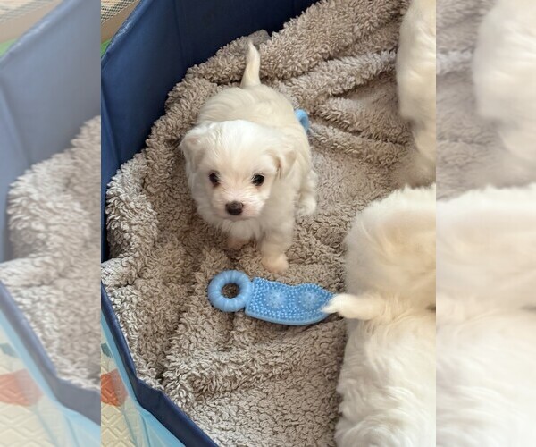Medium Photo #9  Breeder Profile in RALEIGH, NC, USA
