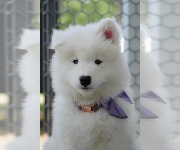 Medium Photo #1  Breeder Profile in MYRTLE BEACH, SC, USA