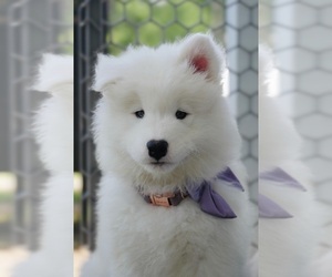 Samoyed Dog Breeder near MYRTLE BEACH, SC, USA