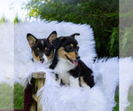 Small #3 Breeder Profile image