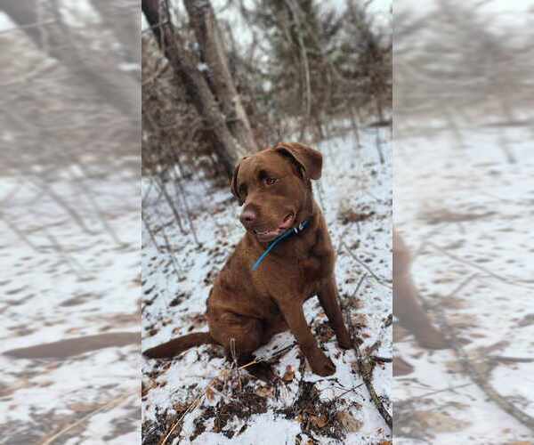 Medium Photo #1  Breeder Profile in SAINT PAUL, NE, USA