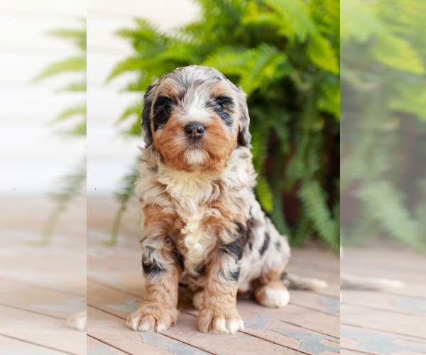 Medium Photo #1  Breeder Profile in DORNSIFE, PA, USA