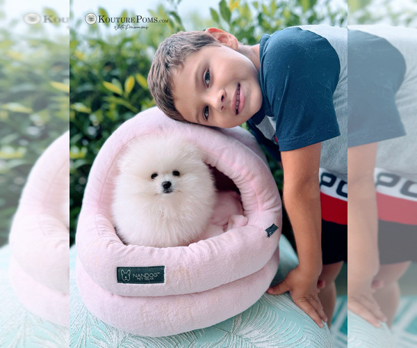 Medium Photo #30  Breeder Profile in CHARLOTTE, NC, USA