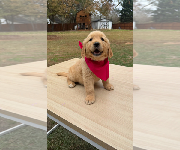 Medium Photo #2  Breeder Profile in STOCKBRIDGE, GA, USA