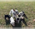 Small breeder photo