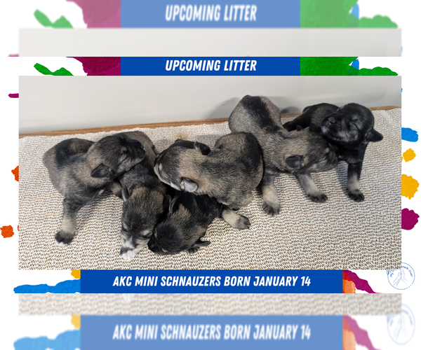 Medium Photo #16  Breeder Profile in GOSHEN, IN, USA