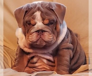 English Bulldog Dog Breeder in BRANDON,  USA