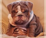 Small breeder photo