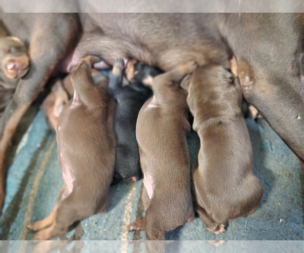 Medium Photo #1  Breeder Profile in MORONGO VALLEY, CA, USA