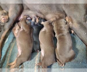 Medium Breeder Profile Photo