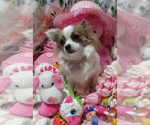 Chihuahua Dog Breeder near MILLEDGEVILLE, GA, USA