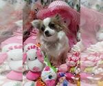 Small breeder photo