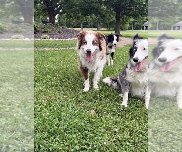 Medium Photo #2  Breeder Profile in BERRIEN SPRINGS, MI, USA