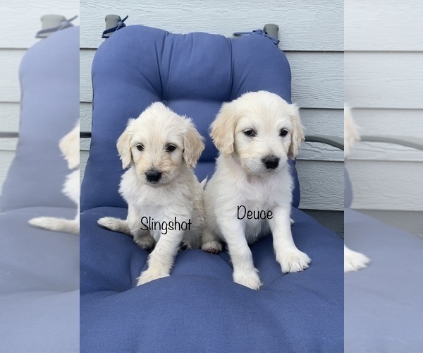 Medium Photo #6  Breeder Profile in PEYTON, CO, USA