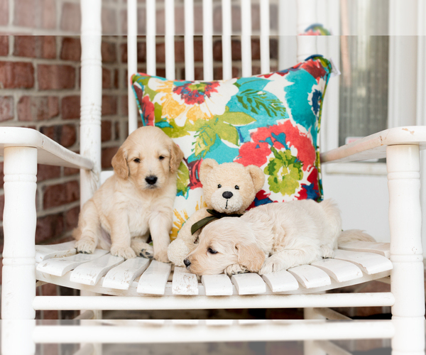 Medium Photo #1  Breeder Profile in HIGHLAND, UT, USA