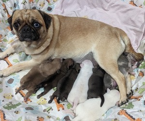 Pug Dog Breeder in OAKDALE,  USA