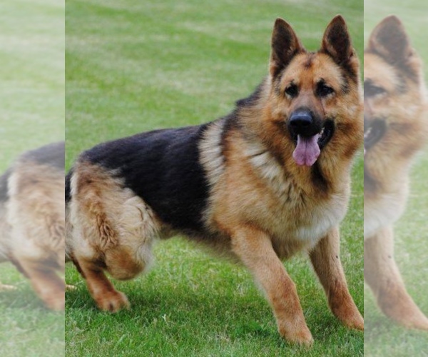 Medium Photo #1  Breeder Profile in DE PERE, WI, USA
