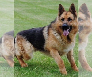 German Shepherd Dog Dog Breeder near DE PERE, WI, USA