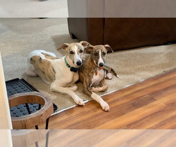 Medium Photo #1  Breeder Profile in CASPER, WY, USA