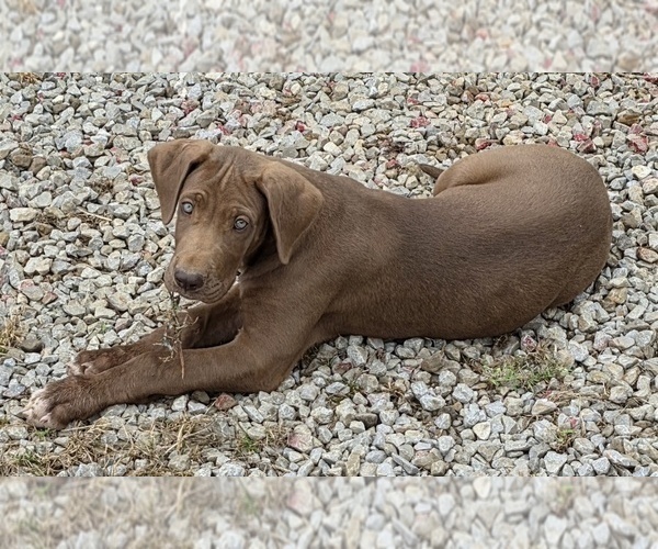 Medium Photo #2  Breeder Profile in HARDINSBURG, IN, USA