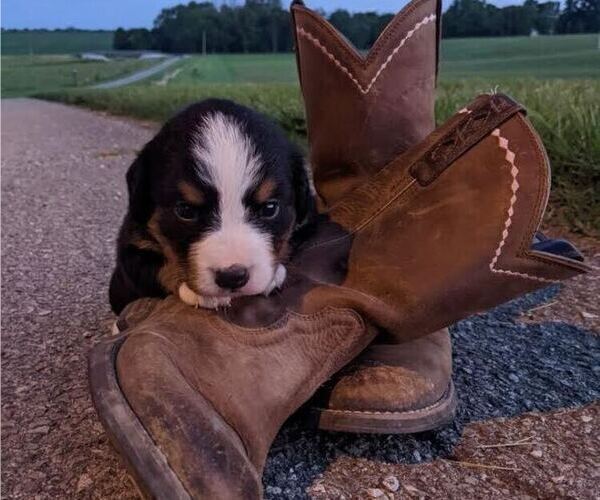 Medium Photo #3  Breeder Profile in GREENSBURG, IN, USA