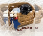 Small #5 Breeder Profile image