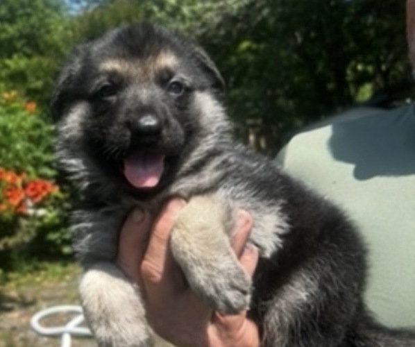 Medium Photo #1  Breeder Profile in SWANSBORO, NC, USA
