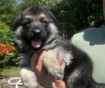 Small breeder photo