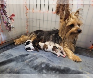 Yorkshire Terrier Dog Breeder near AKRON, OH, USA