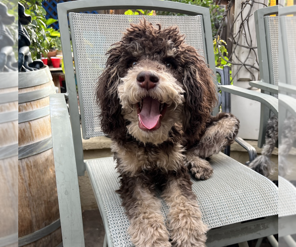Medium Photo #1  Breeder Profile in OAKLEY, CA, USA