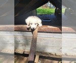 Small #4 Breeder Profile image