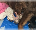 Small #36 Breeder Profile image