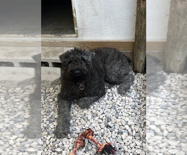 Medium Photo #16  Breeder Profile in LOUISVILLE, KY, USA