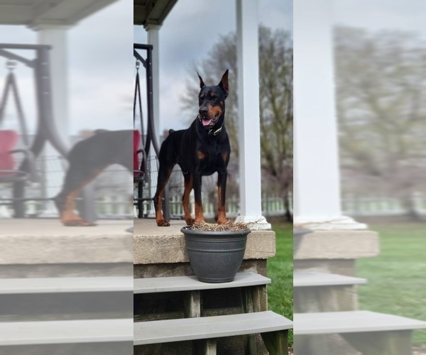 Medium Photo #4  Breeder Profile in MACOMB TOWNSHIP, MI, USA