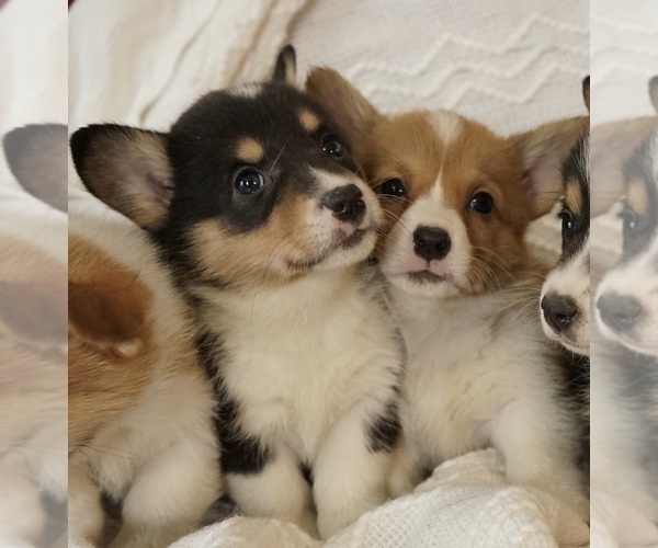 Medium Photo #1  Breeder Profile in LESTER PRAIRIE, MN, USA