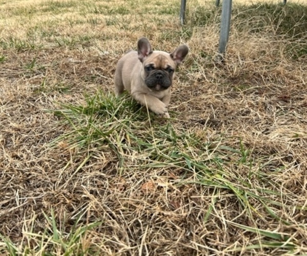 Medium Photo #1  Breeder Profile in OTTAWA, KS, USA