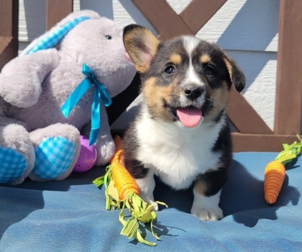 Medium Photo #13  Breeder Profile in AMERICUS, KS, USA